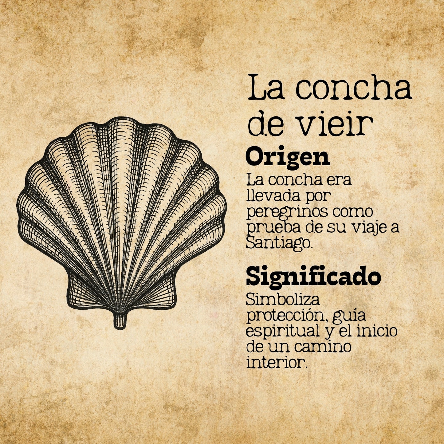 Colgante La concha de vieir Acero Plateado