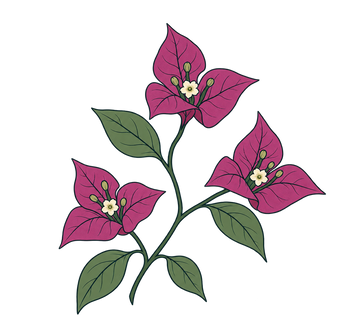 Buganvilla